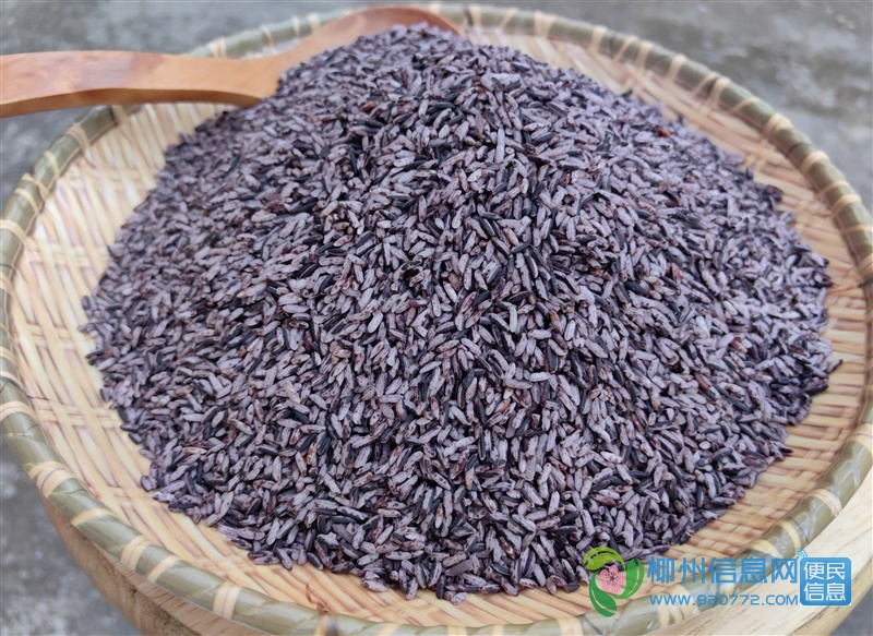 融水元宝山老品种紫黑香米
